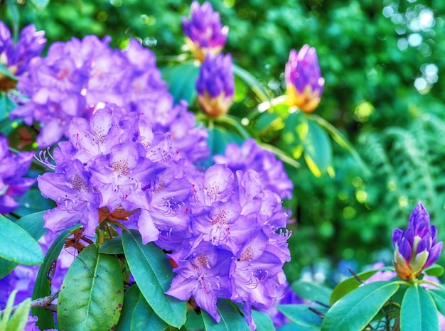 Aggiungendo un po' di colore alla primavera Scatto di bellissimi fiori all'esterno