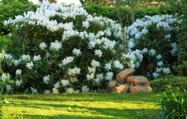 Aggiungendo un po' di colore alla primavera Scatto di bellissimi fiori all'esterno