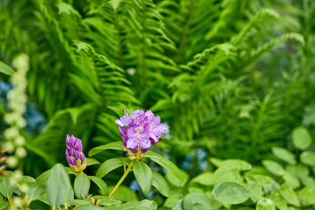 Aggiungendo un po' di colore alla primavera Scatto di bellissimi fiori all'esterno