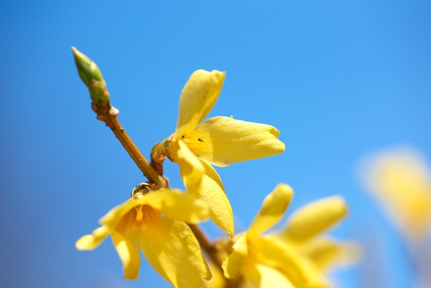 Aggiungere un po' di colore alla primavera Scatto ritagliato di bellissimi fiori