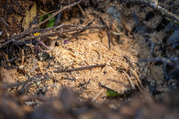 Aggiunta di rifiuti alimentari a un mucchio di compost guscio d'uovo scarti di frutta e verdura trasformando un compost in un giardino domestico