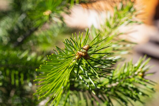 Aghi di abete closeupyoung Boccioli di pino su rami verde sfondo naturale stagione primaverile sfocato