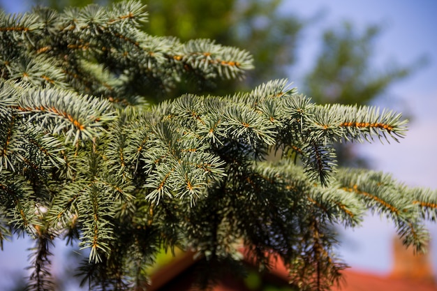 Aghi di abete rosso (Picea pungens) closeup