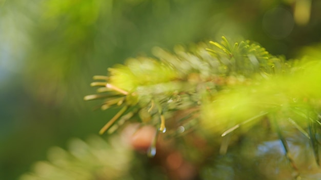 Aghi di abete verde aghi di abette verde con gocce di pioggia scintillanti sullo sfondo naturale di conifere