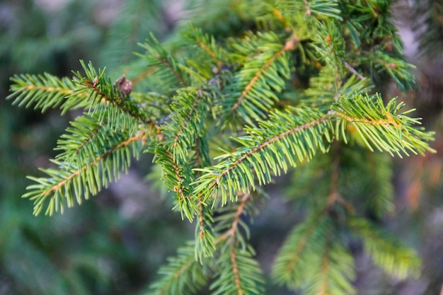 Aghi di abete verde su rami