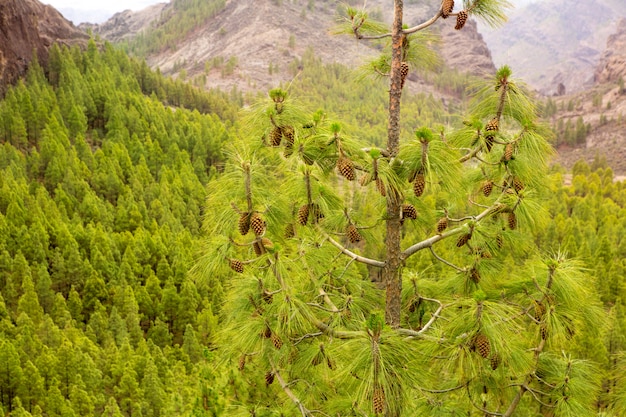 Aghi di foglie di pino cariati in gran Canaria