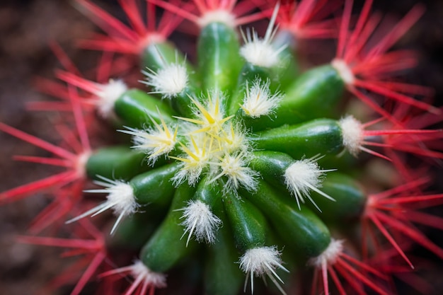 Aghi rosso corallo di un cactus