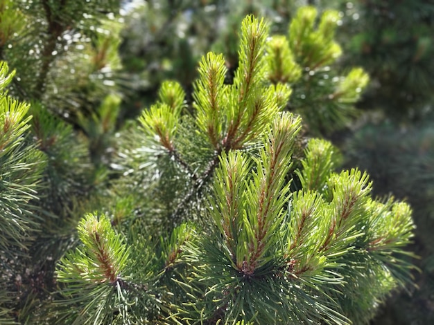 Aghi su un ramo di pino rami e aghi di pino Primo piano di rami di pino verde fresco Luce del giorno Parzialmente sfocato