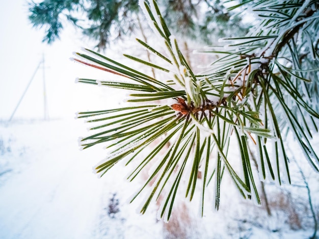 Aghi verdi attillati su un ramo di pino coperto di foresta di conifere invernali del primo piano della neve e del gelo