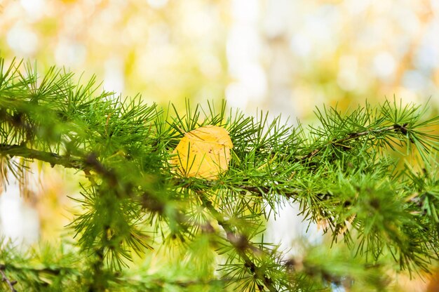 Aghi verdi di un larice nella foresta autunnale