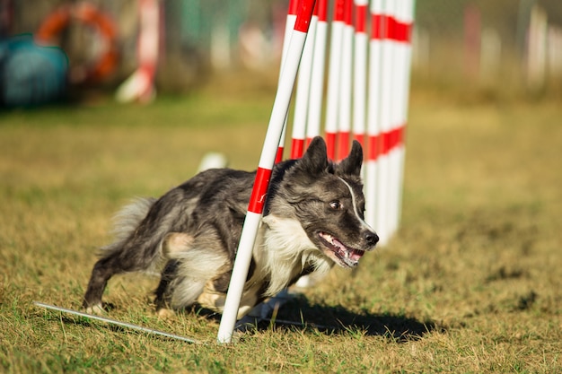 Agilità del cane