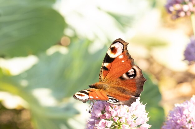 Aglais io farfalla su un fiore di ortensia. Messa a fuoco selettiva.