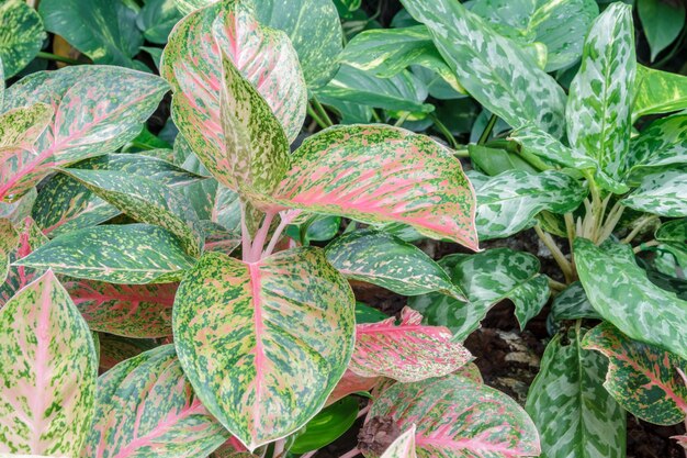 Aglaonema