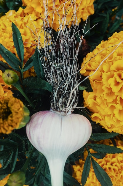 Aglio a forma di testa umana con capelli lunghi Acconciatura alla moda ed elegante Concetto per banner pubblicitario di parrucchiere o cibo sano alla moda