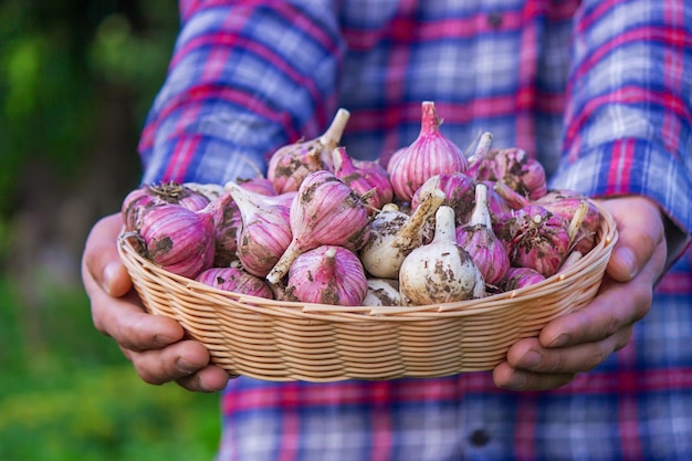 Aglio appena raccolto nelle mani di un agricoltore