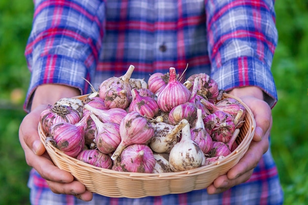 Aglio appena raccolto nelle mani di un agricoltore