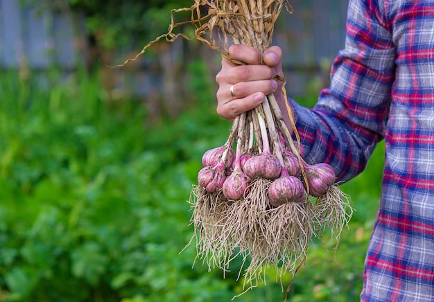 Aglio appena raccolto nelle mani di un agricoltore