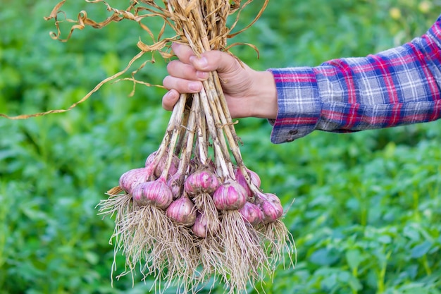 Aglio appena raccolto nelle mani di un contadino Prodotto ecologico