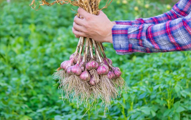 Aglio appena raccolto nelle mani di un contadino Prodotto ecologico