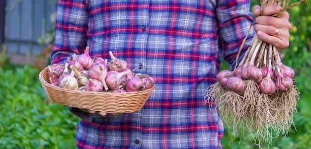 Aglio appena raccolto nelle mani di un contadino Prodotto ecologico