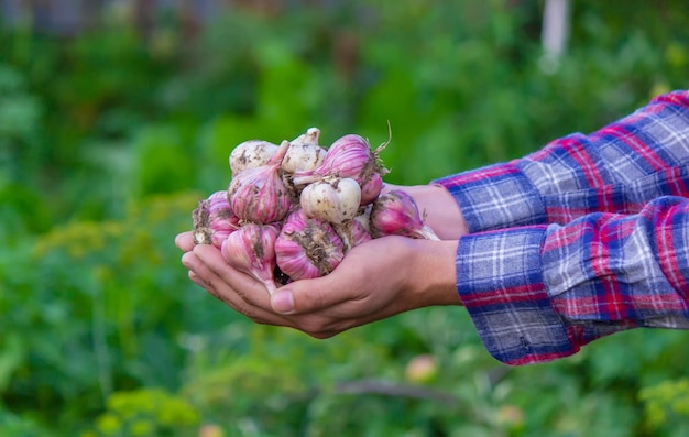 Aglio appena raccolto nelle mani di un contadino Prodotto ecologico