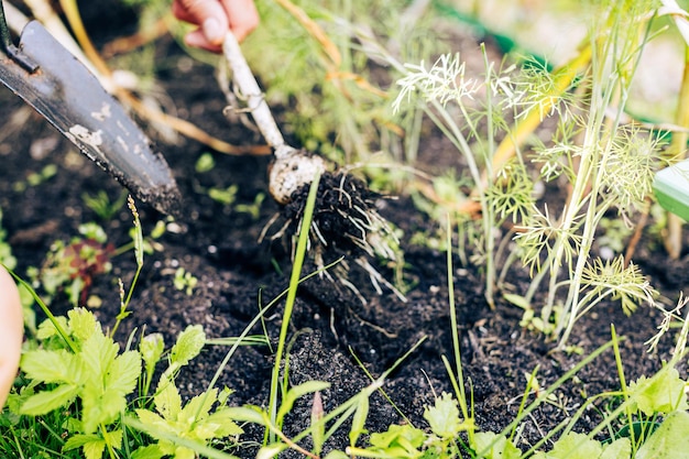 Aglio appena scavato del primo piano in mano dell'agricoltore