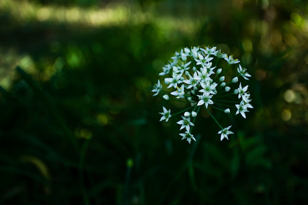 Aglio bianco teste di aglio, conosciuto come aglio, cipolla cinese, aglio orientale, porro cinese, che fiorisce in autunno.