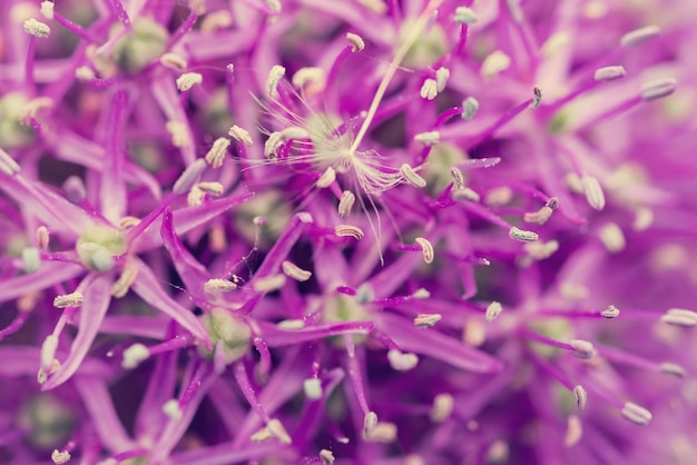 Aglio decorativo in fiore Primo piano