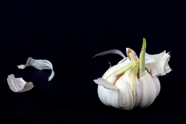 Aglio germogliato su un primo piano nero del fondo