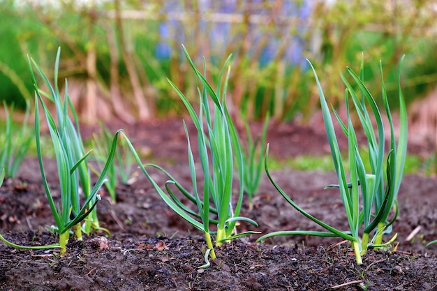 Aglio in primavera giovani piante primo piano Una piantagione di aglio coltivata biologicamente nell'orto