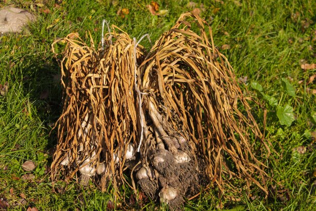 Aglio per piantare in piena terra Spicchi d'aglio Piantare aglio nei letti