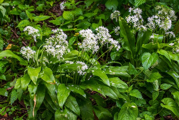 Aglio selvatico Allium ursinum tappeto nella foresta pronto per il raccolto