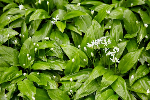 Aglio selvatico in fiore con gocce di rugiada nel giardino primaverile