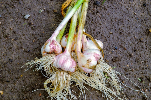 Aglio Teste d'aglio appena raccolte sul primo piano a terra