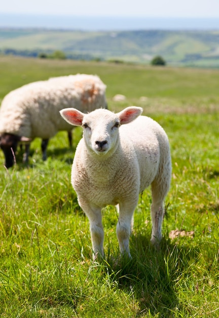 Agnelli che pascolano sulla collina di South Downs nel Sussex rurale dell'Inghilterra meridionale, Regno Unito