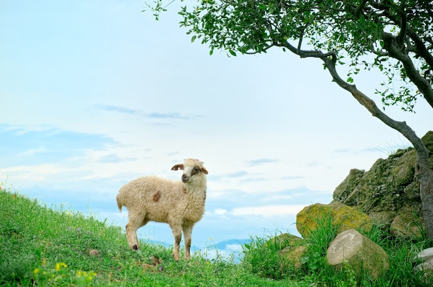 Agnello al pascolo su un paesaggio pittoresco