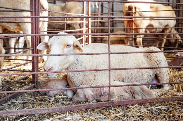 Agnello appena nato che vacilla vicino alla pecora madre