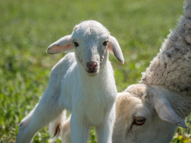 Agnello appena nato con sua madre in un prato