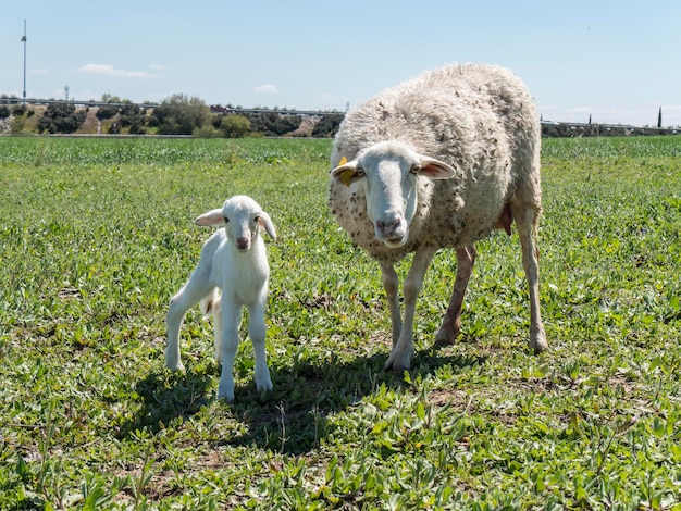 Agnello appena nato con sua madre in un prato