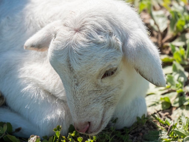 Agnello appena nato in un prato