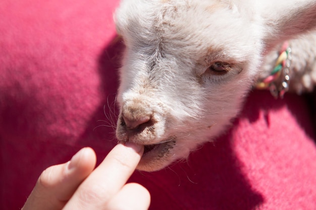 Agnello che succhia il dito umano