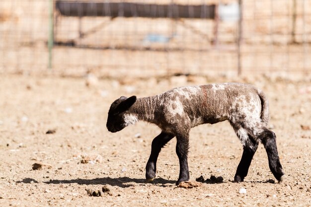 Agnello del Suffolk in una fattoria locale.