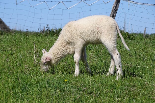 Agnello nel pascolo