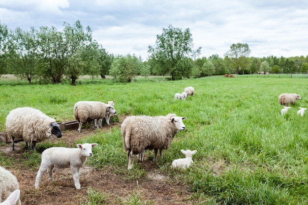 agnello