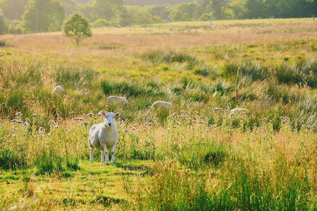 Agnello