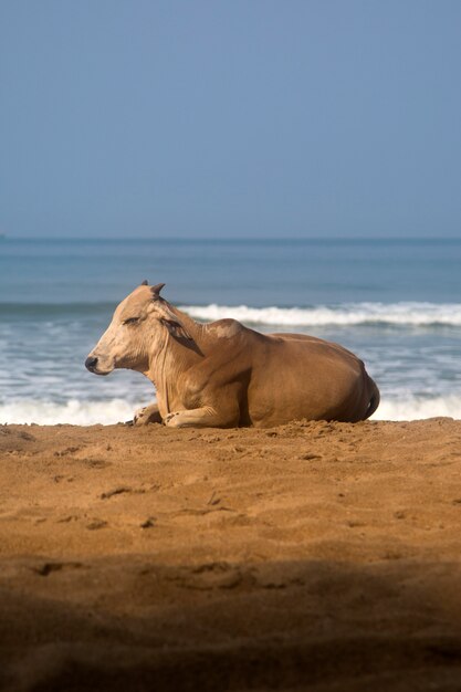 Agonda, Goa, India