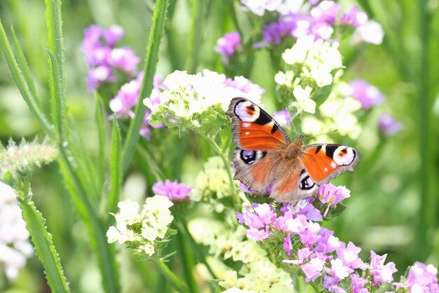 Agraulis vanillae farfalla arricciata sui fiori estate nel campo farfalla colorata fritillary