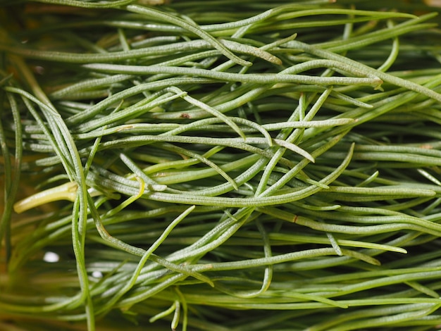 Agretti (Salsola soda) cibo di verdure