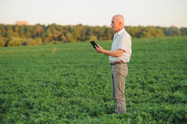 Agricoltore agronomo nel campo di soia che controlla i raccolti prima del raccolto