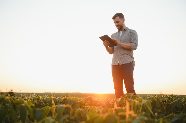 Agricoltore agronomo nel campo di soia che controlla le colture Produzione e coltivazione di alimenti biologici